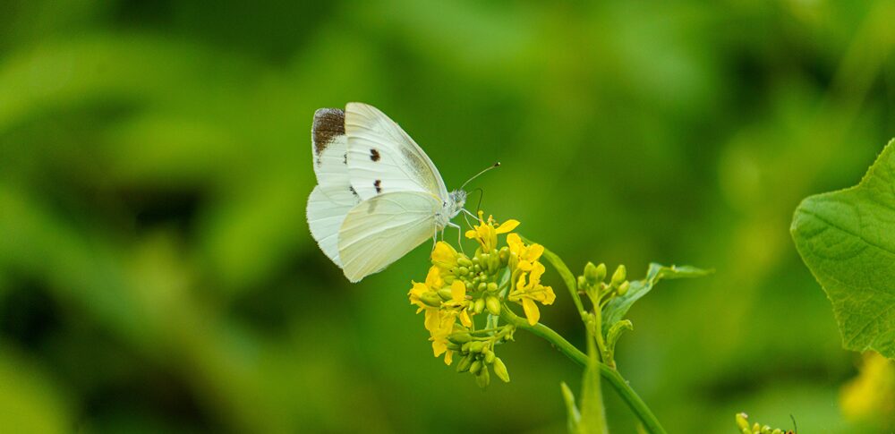 モンシロチョウのスピリチュアル的な意味は？｜状況・場所・色別など25選を解説
