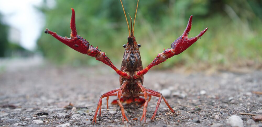 【夢占い】ザリガニの夢｜意味・メッセージなど40選を解説