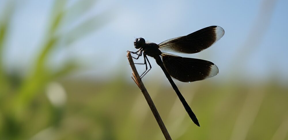 黒トンボのスピリチュアル的な意味は？｜状況・場所・行動別など30選を解説