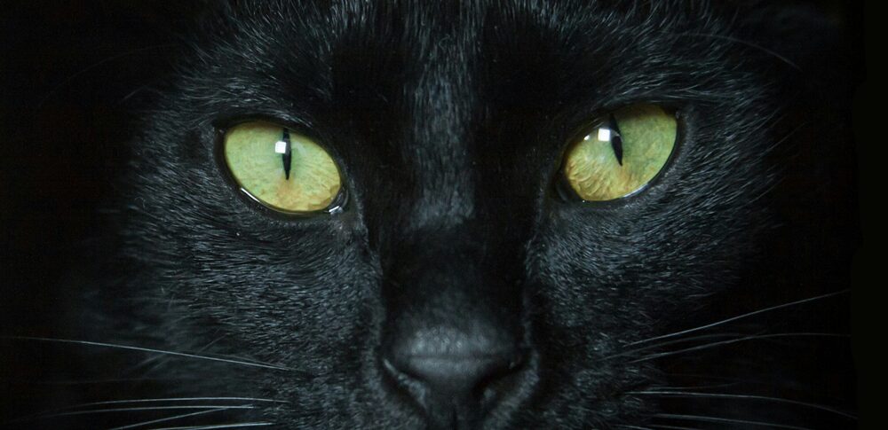 黒猫と目が合うスピリチュアル的な意味は？｜状況・場所・反応別など25選を解説