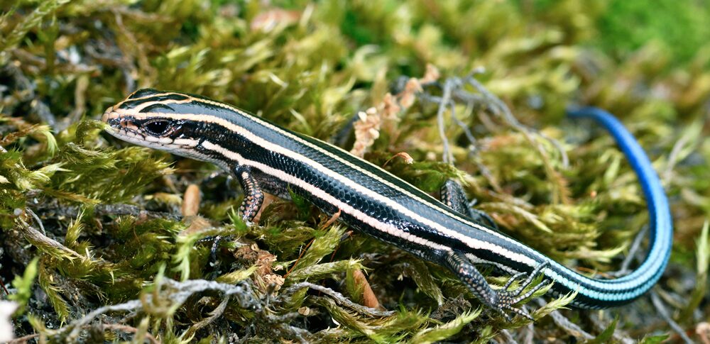 虹色のトカゲが示すスピリチュアルな意味とは？状況・色・行動別など25選を解説