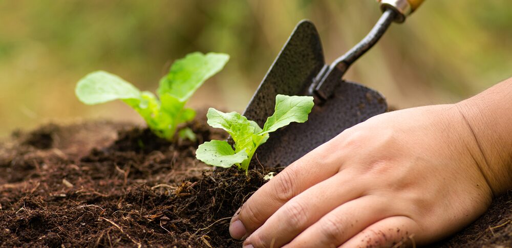 植物がよく育つ人のスピリチュアルな意味とは？性質・心の状態別など20選を解説