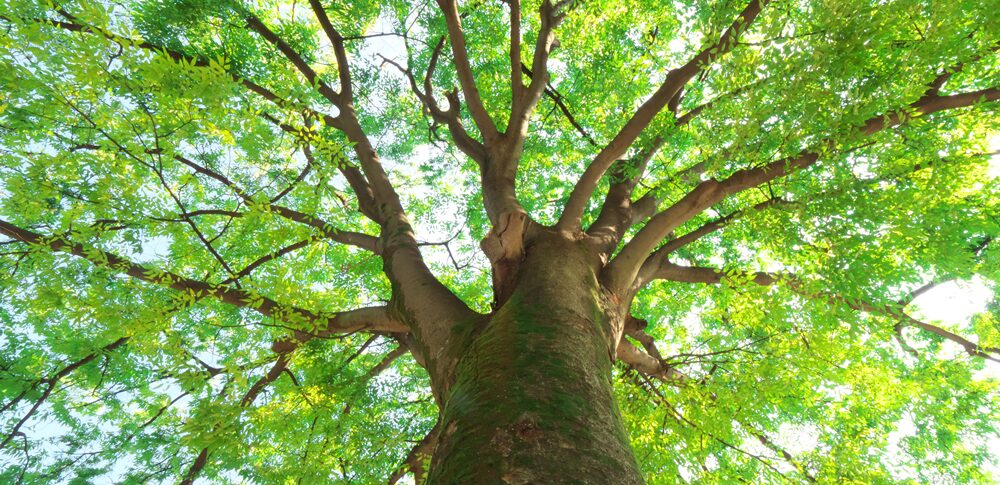 切ってはいけない木とは？スピリチュアルな意味と伐採前に整えるポイント