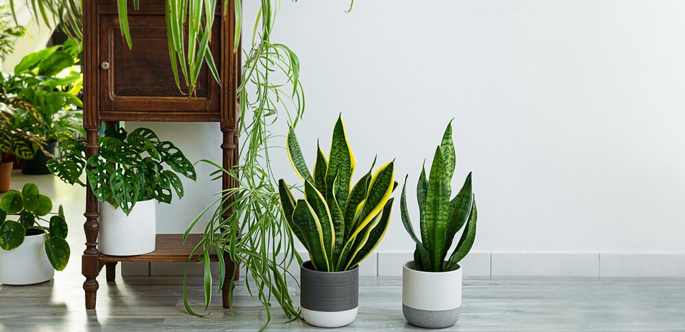 植物で魔除けする方法｜スピリチュアルな意味とおすすめ植物・置き方